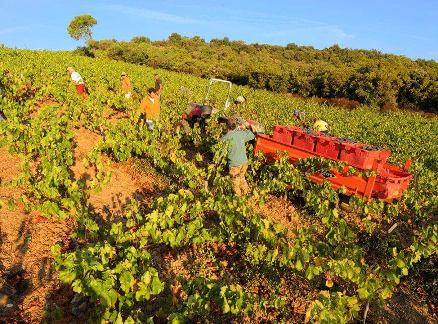 Les vins bio AOP Faugères - AOC Faugères de l'abbaye Sylva Plana sont produits sous l'appellation Faugères qui se décline en rouge, en rosé et en blanc