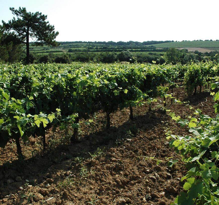 Domaine Deshenry's is on the Côtes de Thongue terroir