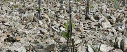 Les sols de schiste ou sont implantées les vignes de l'abbaye Sylva Plana : vins bio AOP Faugères - AOC Faugères
