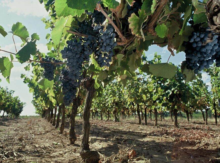 AOP Faugères vines are planted in schist soil producing organic Abbaye Sylva Plana wine