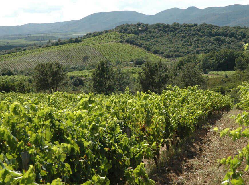 Tous les vins bio de l'abbaye Sylva Plana sont déclarés en appellation Faugères : AOC Faugères - AOP Faugères