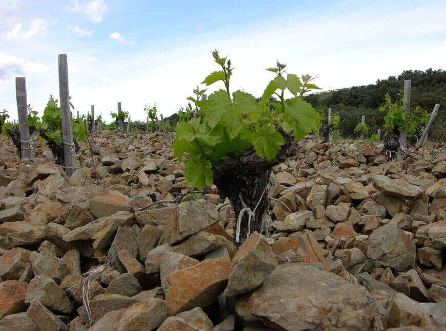 The Faugères designation for organic AOP Faugères - AOC Faugères wine stands out for its schist soil
