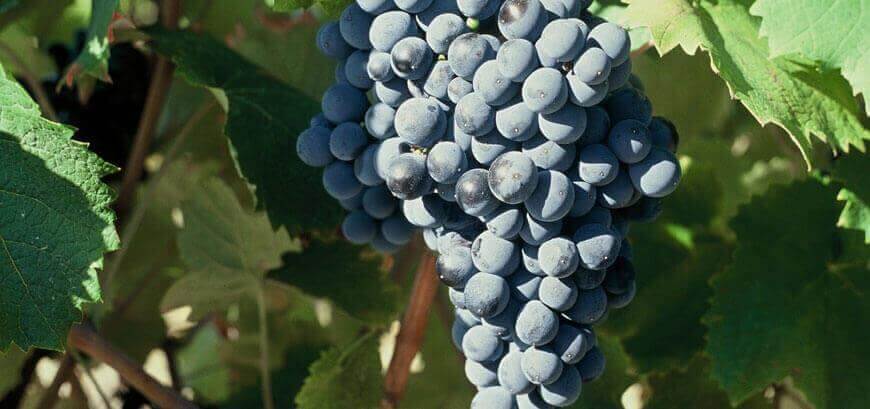 Présentation du domaine Deshenry's propriété des vignobles bouchard, produisant les vins de l'appellation IGP Côtes de Thongue.