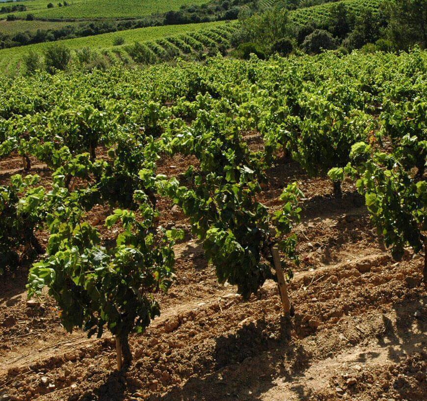 Domaine Deshenry's vineyard produces wine from the IGP Côtes de Thongue designation