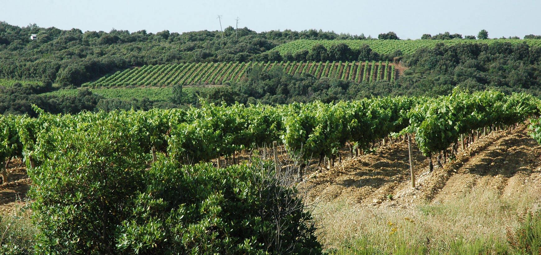 Domaine Deshenry's on the Côtes de Thongue terroir has been in the Bouchard family for 5 generations.