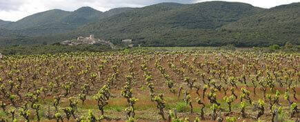 Présentation de l'appellation Faugères : vins AOP Faugères - AOC Faugères