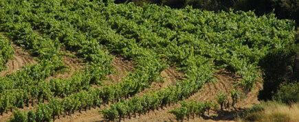 Présentation du terroir de l'abbaye Sylva Plana : vins bio AOP Faugères - AOC Faugères.